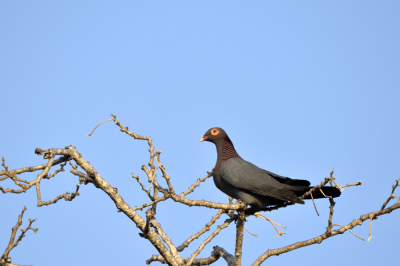 <i class='fa fa-user'></i> robkelder |   Roodhalsduif  <i class='fa fa-eye'> 139</i>   <i class='fa fa-comment-o'> 0</i>