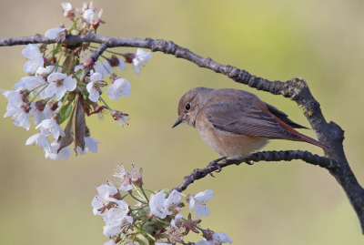 <i class='fa fa-user'></i> Gejo Wassink |   Gekraagde Roodstaart  <i class='fa fa-eye'> 130</i>  <i class='fa fa-thumbs-up'> 10</i>   <i class='fa fa-comment-o'> 19</i>