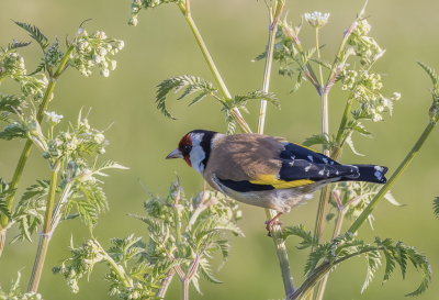 <i class='fa fa-user'></i> PeterBoers |   Putter  <i class='fa fa-eye'> 101</i>  <i class='fa fa-thumbs-up'> 1</i>   <i class='fa fa-comment-o'> 13</i>