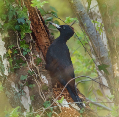 <i class='fa fa-user'></i> Jurgen Maassen |   Zwarte Specht  <i class='fa fa-eye'> 221</i>  <i class='fa fa-thumbs-up'> 4</i>   <i class='fa fa-comment-o'> 9</i>