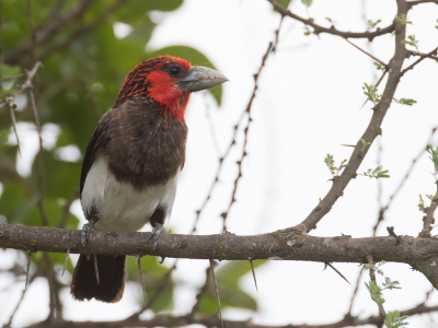 <i class='fa fa-user'></i> Paul van Giersbergen |   Bruinborstbaardvogel  <i class='fa fa-eye'> 108</i>   <i class='fa fa-comment-o'> 1</i>