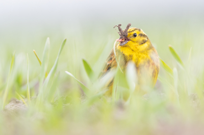 <i class='fa fa-user'></i> Hans Overduin |   Geelgors  <i class='fa fa-eye'> 267</i>  <i class='fa fa-thumbs-up'> 12</i>   <i class='fa fa-comment-o'> 14</i>