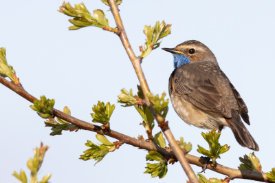 Een prachtige ochtend bij Ezumakeeg, waar veel (riet)vogels uitbundig aan het zingen waren. Deze Blauwborst liet zich tot op minder dan 10 meter benaderen. Niet de eerste Blauwborst op BP, maar voor mij wel de eerste die ik dit jaar goed voor de lens kreeg.