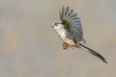 <i class='fa fa-user'></i> christina |   Staartmees  <i class='fa fa-eye'> 305</i>  <i class='fa fa-thumbs-up'> 26</i>   <i class='fa fa-comment-o'> 16</i>