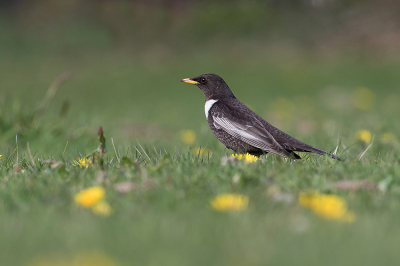 <i class='fa fa-user'></i> Tom |   Beflijster  <i class='fa fa-eye'> 149</i>  <i class='fa fa-thumbs-up'> 5</i>   <i class='fa fa-comment-o'> 22</i>