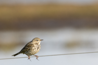 Ik was bezig om kemphanen te fotograferen toen er voor mij een graspieper op de staaldraad ging zitten. Die kans laat je dan niet onbenut. Fascinerend, die lange achterteen nagel bij deze vogel.