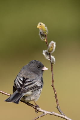 <i class='fa fa-user'></i> jan Luit |   Grijze Junco  <i class='fa fa-eye'> 112</i>  <i class='fa fa-thumbs-up'> 1</i>   <i class='fa fa-comment-o'> 12</i>