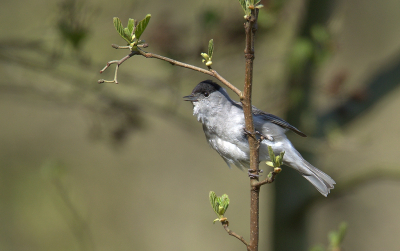 <i class='fa fa-user'></i> RTL |   Zwartkop  <i class='fa fa-eye'> 117</i>  <i class='fa fa-thumbs-up'> 3</i>   <i class='fa fa-comment-o'> 17</i>