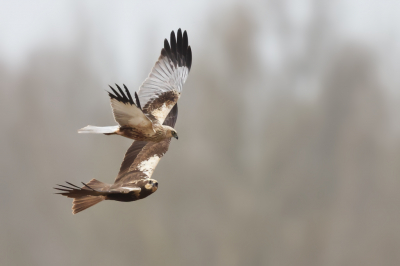 <i class='fa fa-user'></i> Ben Reitsma |   Bruine Kiekendief  <i class='fa fa-eye'> 115</i>   <i class='fa fa-comment-o'> 14</i>