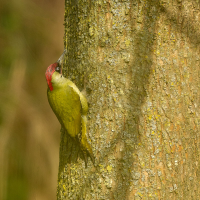 <i class='fa fa-user'></i> Annie Keizer |   Groene Specht  <i class='fa fa-eye'> 116</i>   <i class='fa fa-comment-o'> 15</i>