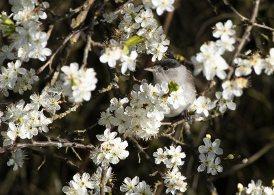 <i class='fa fa-user'></i> Ruud Scherpenisse |   Zwartkop  <i class='fa fa-eye'> 116</i>  <i class='fa fa-thumbs-up'> 4</i>   <i class='fa fa-comment-o'> 18</i>