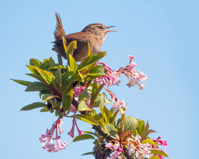 <i class='fa fa-user'></i> Krijn Dijkema |   Winterkoning  <i class='fa fa-eye'> 108</i>   <i class='fa fa-comment-o'> 14</i>