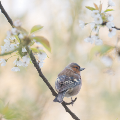 <i class='fa fa-user'></i> Gert-Jan Cromwijk |   Vink  <i class='fa fa-eye'> 96</i>   <i class='fa fa-comment-o'> 16</i>