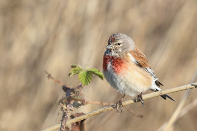 <i class='fa fa-user'></i> hjstukker |   Kneu  <i class='fa fa-eye'> 109</i>  <i class='fa fa-thumbs-up'> 2</i>   <i class='fa fa-comment-o'> 16</i>