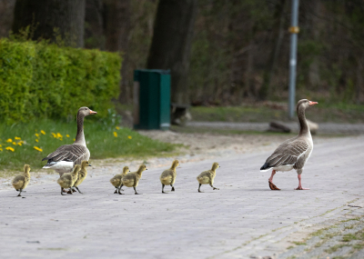 <i class='fa fa-user'></i> Erik van Ark |   Grauwe Gans  <i class='fa fa-eye'> 103</i>   <i class='fa fa-comment-o'> 14</i>