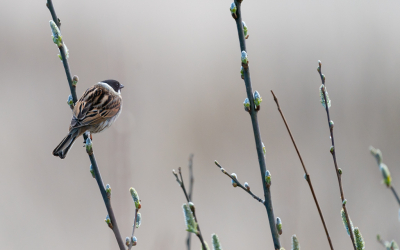 <i class='fa fa-user'></i> GeertN |   Rietgors  <i class='fa fa-eye'> 89</i>   <i class='fa fa-comment-o'> 14</i>