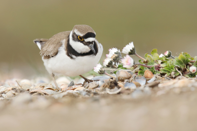 <i class='fa fa-user'></i> thijsglastra |   Kleine Plevier  <i class='fa fa-eye'> 178</i>  <i class='fa fa-thumbs-up'> 3</i>   <i class='fa fa-comment-o'> 22</i>