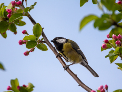 <i class='fa fa-user'></i> lodder |   Koolmees  <i class='fa fa-eye'> 101</i>   <i class='fa fa-comment-o'> 13</i>