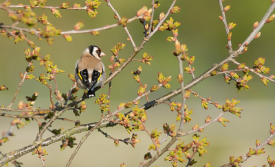 <i class='fa fa-user'></i> GerardvanDam |   Putter  <i class='fa fa-eye'> 113</i>  <i class='fa fa-thumbs-up'> 2</i>   <i class='fa fa-comment-o'> 16</i>