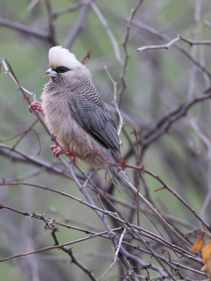 <i class='fa fa-user'></i> Paul van Giersbergen |   Witkopmuisvogel  <i class='fa fa-eye'> 147</i>   <i class='fa fa-comment-o'> 0</i>