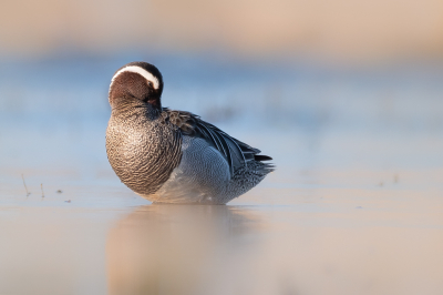 <i class='fa fa-user'></i> Vincent Vuik |   Zomertaling  <i class='fa fa-eye'> 313</i>  <i class='fa fa-thumbs-up'> 21</i>   <i class='fa fa-comment-o'> 23</i>