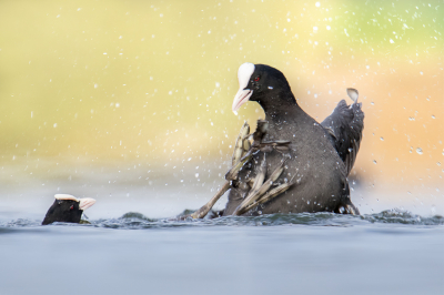 <i class='fa fa-user'></i> Van de Velde Frank |   Meerkoet  <i class='fa fa-eye'> 252</i>  <i class='fa fa-thumbs-up'> 17</i>   <i class='fa fa-comment-o'> 11</i>