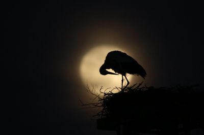 <i class='fa fa-user'></i> WillB |   Ooievaar  <i class='fa fa-eye'> 184</i>  <i class='fa fa-thumbs-up'> 22</i>   <i class='fa fa-comment-o'> 14</i>