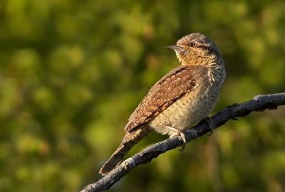 <i class='fa fa-user'></i> Johan G |   Draaihals  <i class='fa fa-eye'> 317</i>  <i class='fa fa-thumbs-up'> 16</i>   <i class='fa fa-comment-o'> 12</i>