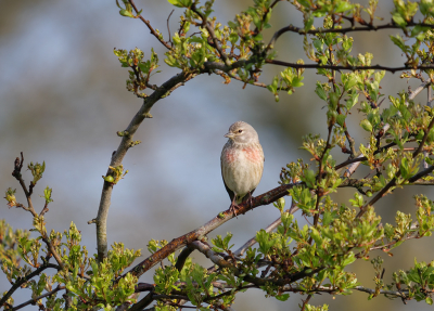 <i class='fa fa-user'></i> Jurgen Maassen |   Kneu  <i class='fa fa-eye'> 190</i>  <i class='fa fa-thumbs-up'> 9</i>   <i class='fa fa-comment-o'> 10</i>