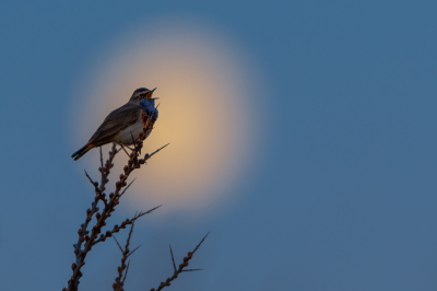 <i class='fa fa-user'></i> Hans Overduin |   Blauwborst  <i class='fa fa-eye'> 270</i>  <i class='fa fa-thumbs-up'> 22</i>   <i class='fa fa-comment-o'> 13</i>