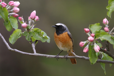 <i class='fa fa-user'></i> Gejo Wassink |   Gekraagde Roodstaart  <i class='fa fa-eye'> 388</i>  <i class='fa fa-thumbs-up'> 11</i>   <i class='fa fa-comment-o'> 12</i>