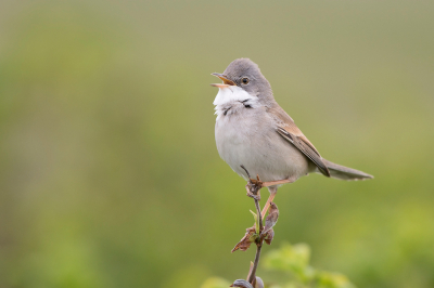 <i class='fa fa-user'></i> Rob Kuiper |   Grasmus  <i class='fa fa-eye'> 313</i>  <i class='fa fa-thumbs-up'> 21</i>   <i class='fa fa-comment-o'> 12</i>