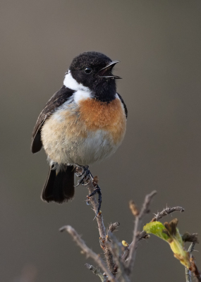 <i class='fa fa-user'></i> Robert Keizer |   Roodborsttapuit  <i class='fa fa-eye'> 247</i>  <i class='fa fa-thumbs-up'> 9</i>   <i class='fa fa-comment-o'> 11</i>