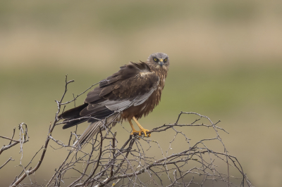 <i class='fa fa-user'></i> Frokkel |   Bruine Kiekendief  <i class='fa fa-eye'> 297</i>  <i class='fa fa-thumbs-up'> 15</i>   <i class='fa fa-comment-o'> 8</i>