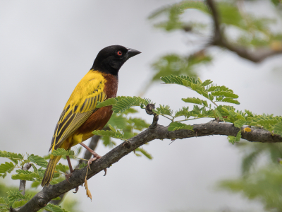 <i class='fa fa-user'></i> Paul van Giersbergen |   Jacksons Wever  <i class='fa fa-eye'> 155</i>  <i class='fa fa-thumbs-up'> 1</i>   <i class='fa fa-comment-o'> 2</i>