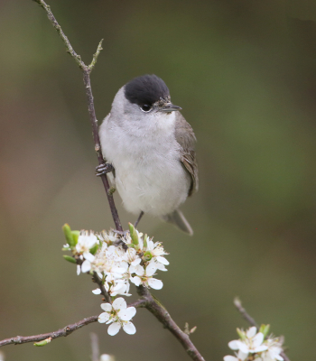 <i class='fa fa-user'></i> Henk Wiebe van der Meulen |   Zwartkop  <i class='fa fa-eye'> 170</i>   <i class='fa fa-comment-o'> 1</i>