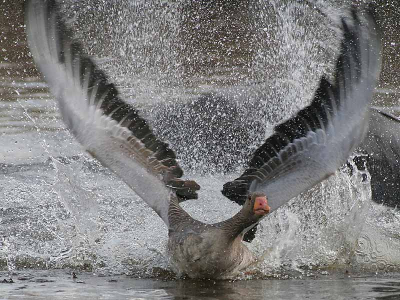 Een wat grotere crop, maakt het nog wat dramatischer.

Canon 350D, 400mm, Tamron 1.4x