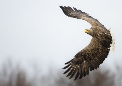 <i class='fa fa-user'></i> natuurflits |   Zeearend  <i class='fa fa-eye'> 423</i>  <i class='fa fa-thumbs-up'> 23</i>   <i class='fa fa-comment-o'> 14</i>