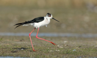 <i class='fa fa-user'></i> horneman69 |   Steltkluut  <i class='fa fa-eye'> 249</i>  <i class='fa fa-thumbs-up'> 3</i>   <i class='fa fa-comment-o'> 9</i>