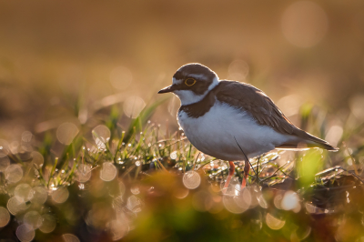 <i class='fa fa-user'></i> Vincent Vuik |   Kleine Plevier  <i class='fa fa-eye'> 307</i>  <i class='fa fa-thumbs-up'> 29</i>   <i class='fa fa-comment-o'> 19</i>