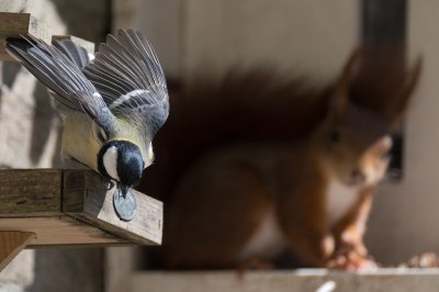 <i class='fa fa-user'></i> Gert-Jan Cromwijk |   Koolmees  <i class='fa fa-eye'> 232</i>   <i class='fa fa-comment-o'> 5</i>