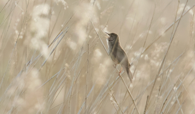 <i class='fa fa-user'></i> Leo Tukker |   Snor  <i class='fa fa-eye'> 260</i>  <i class='fa fa-thumbs-up'> 16</i>   <i class='fa fa-comment-o'> 14</i>