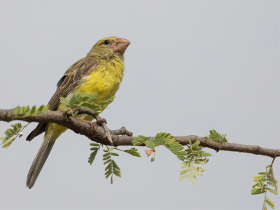 <i class='fa fa-user'></i> Paul van Giersbergen |   Zuidelijke Dikbekkanarie  <i class='fa fa-eye'> 125</i>   <i class='fa fa-comment-o'> 1</i>