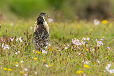 <i class='fa fa-user'></i> Conny Schotanus |   Kemphaan  <i class='fa fa-eye'> 330</i>  <i class='fa fa-thumbs-up'> 12</i>   <i class='fa fa-comment-o'> 11</i>