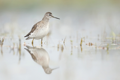 <i class='fa fa-user'></i> thijsglastra |   Bosruiter  <i class='fa fa-eye'> 517</i>  <i class='fa fa-thumbs-up'> 40</i>   <i class='fa fa-comment-o'> 27</i>