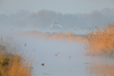 Op deze dinsdagochtend om 6.30 uur de polder ingetrokken Het was een prachtige windstille ochtend. De nevels hingen nog boven het water en het land en de zon breekt door en beschijnt het riet.