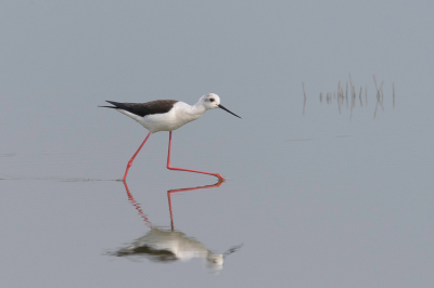 <i class='fa fa-user'></i> LubbertBoersma |   Steltkluut  <i class='fa fa-eye'> 281</i>  <i class='fa fa-thumbs-up'> 19</i>   <i class='fa fa-comment-o'> 13</i>