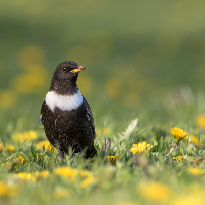 <i class='fa fa-user'></i> Alfred Berkhof |   Beflijster  <i class='fa fa-eye'> 328</i>  <i class='fa fa-thumbs-up'> 27</i>   <i class='fa fa-comment-o'> 10</i>