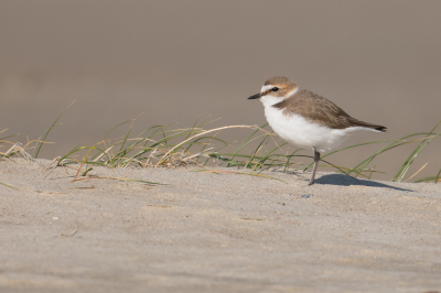 <i class='fa fa-user'></i> jpmollema |   Strandplevier  <i class='fa fa-eye'> 209</i>  <i class='fa fa-thumbs-up'> 2</i>   <i class='fa fa-comment-o'> 7</i>