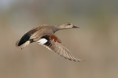 <i class='fa fa-user'></i> Gejo Wassink |   Krakeend  <i class='fa fa-eye'> 251</i>  <i class='fa fa-thumbs-up'> 21</i>   <i class='fa fa-comment-o'> 12</i>